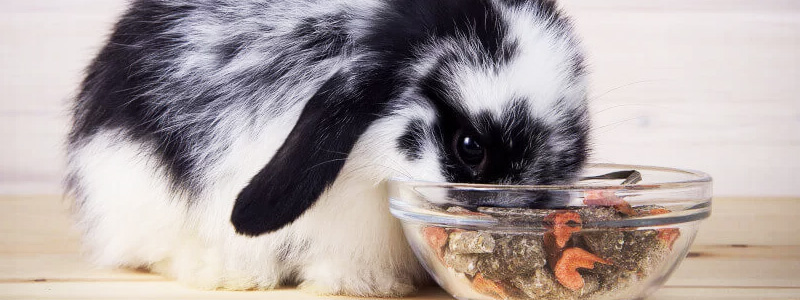 Właściwa dieta dla królika miniaturki