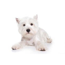 Rozmiar 2 (np. sznaucer miniaturowy, west highland white terrier)